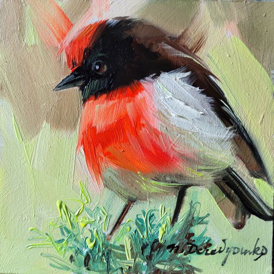 Red-capped Robin bird art painting original in oil, Small picture of birds