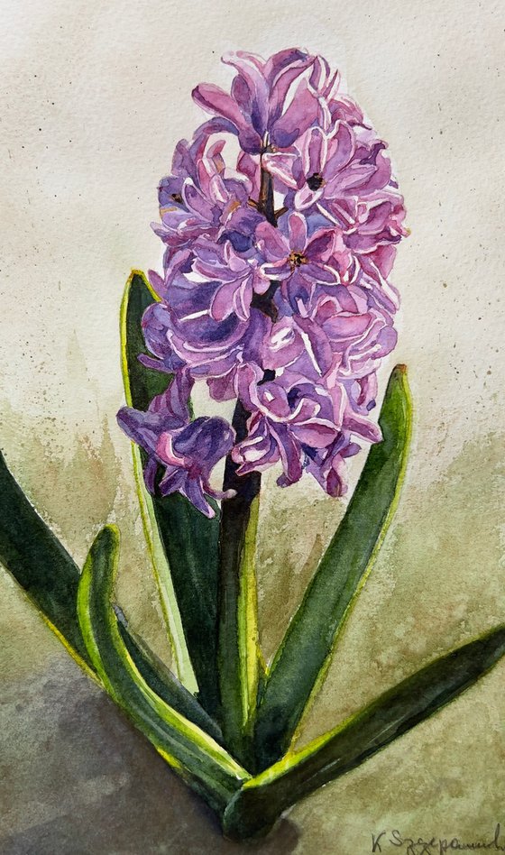 Pink hyacinth