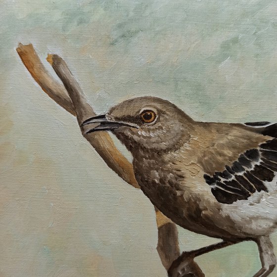 Sharp-Eyed Mockingbird