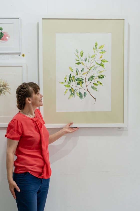 A large branch of Benjamin's ficus. Original watercolour work.