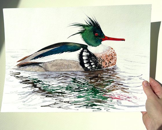 Red-breasted Merganser Male