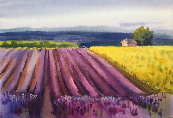 Landscape with lavender field.