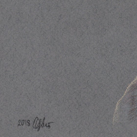 Pastel portrait of italian greyhound. 21x30 cm