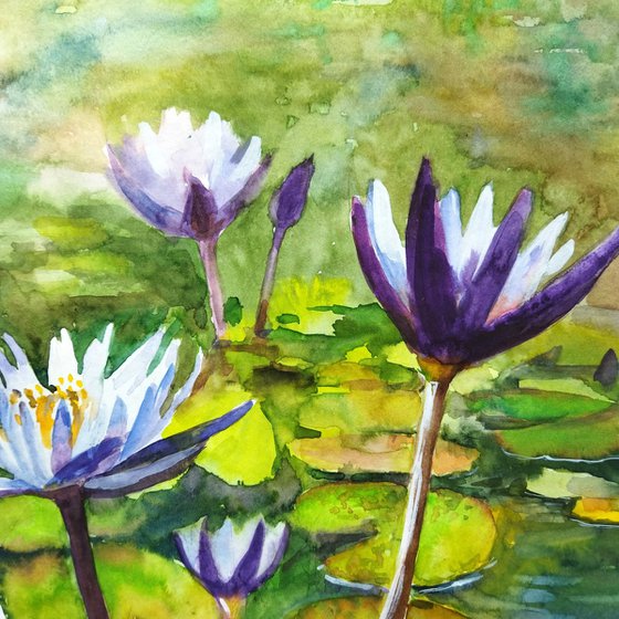 Purple water lily