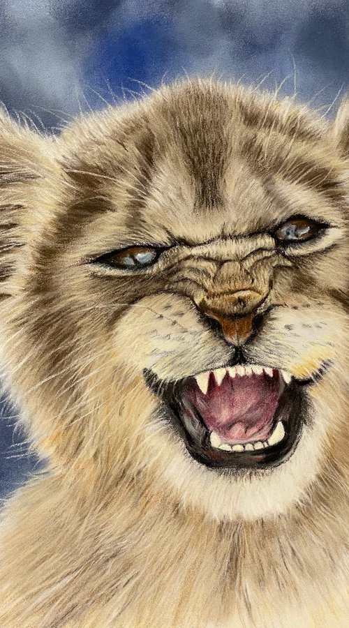 Lion cub by Maxine Taylor