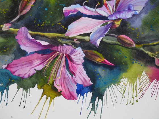 Expressive bauhinia