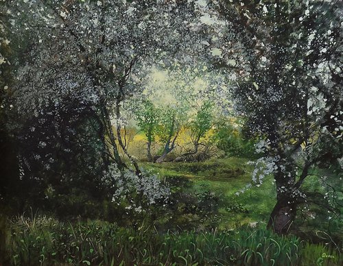 Flowering blackthorn by Danil Shurykin