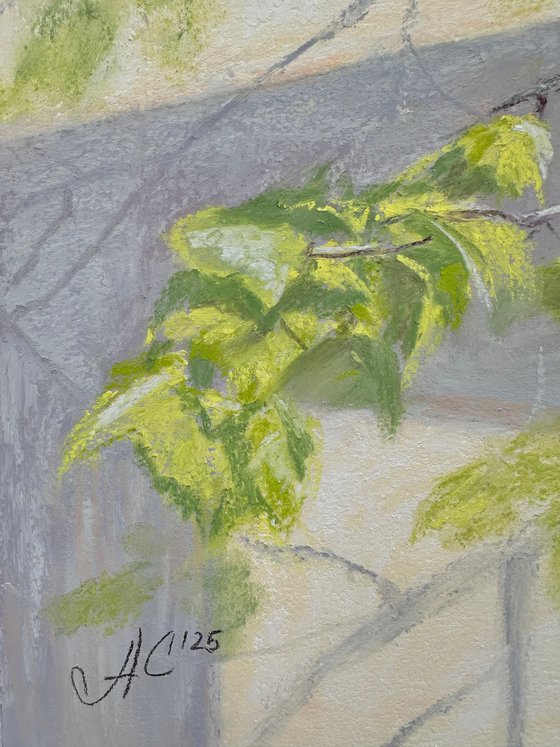 Linden. Blossomed