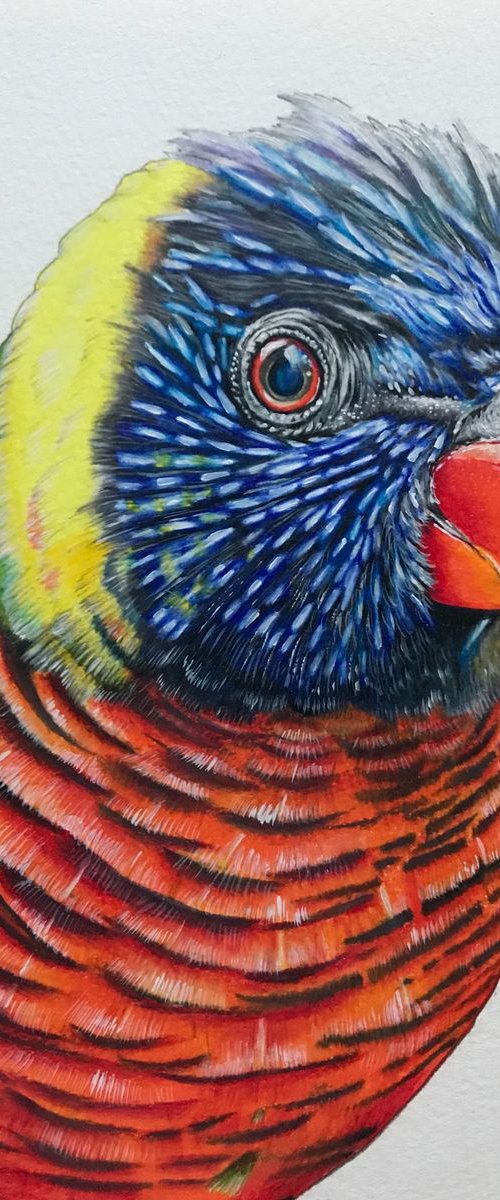 Rainbow lorikeet by Karen Elaine  Evans