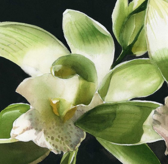 celadon green orchid