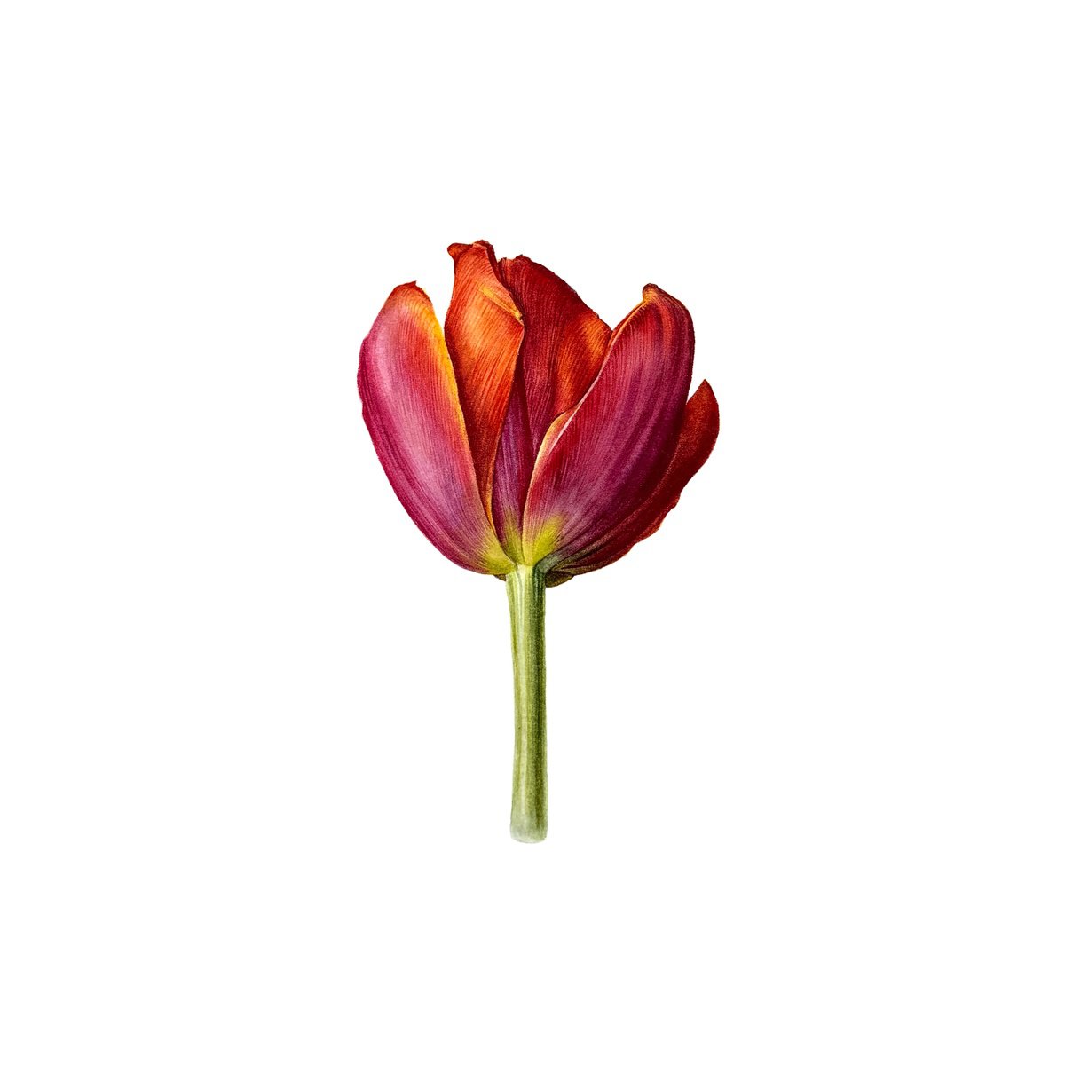 Photorealistic Watercolour , Red Tulip Study Ii By Yuliia Prokopchuk, 10 X 10, Artwork For Sale On Artfinder