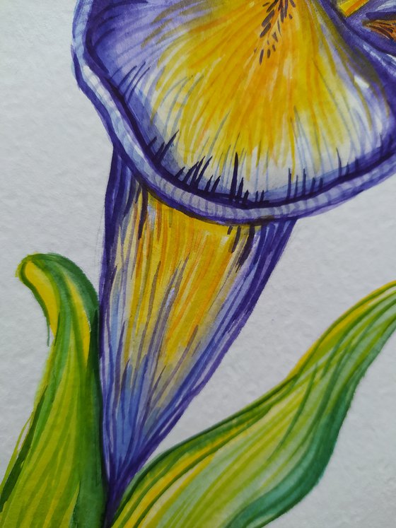 Summer colors - watercolor, iris, flowers, flower, graphics, violet flowers, watercolor flowers