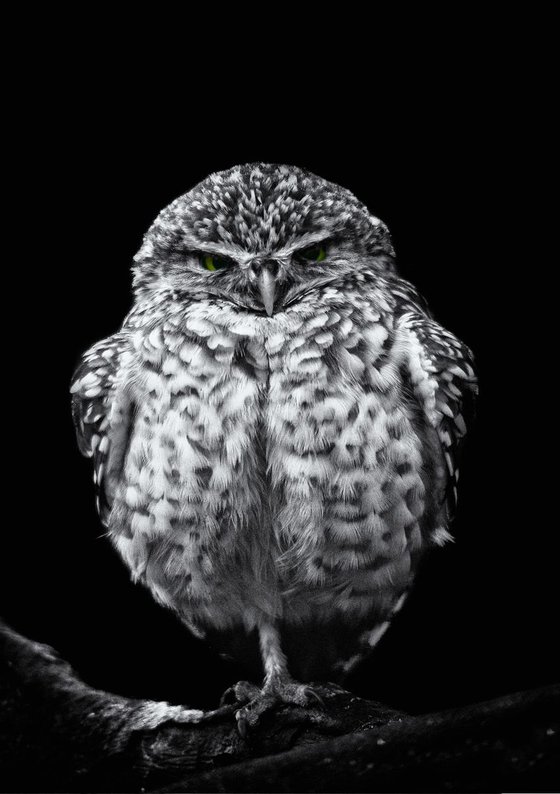 Burrowing Owl with green eyes