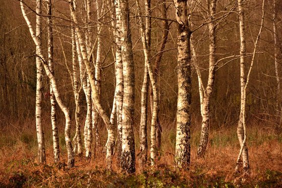 LA DANSE DES ARBRES...