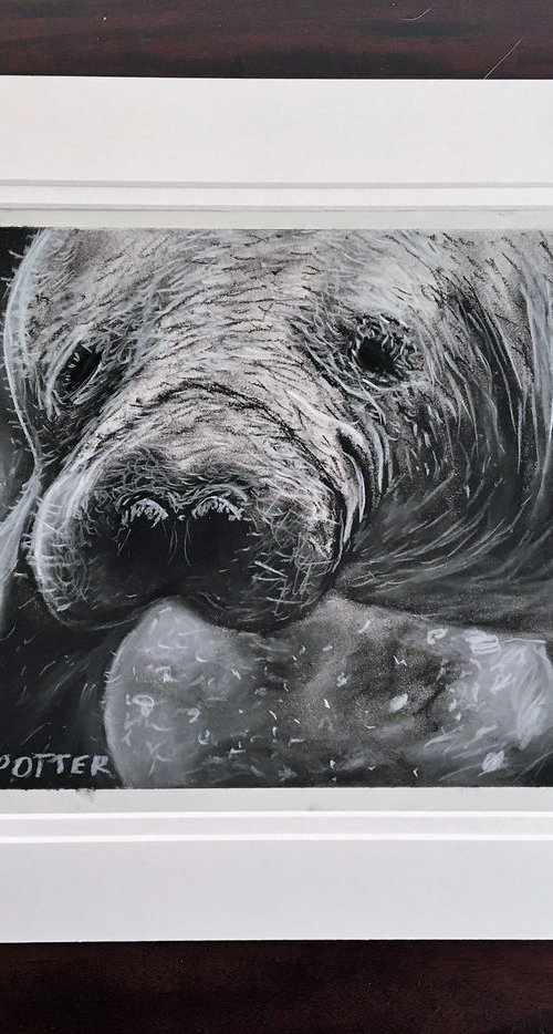 Manatee by Robbie Potter