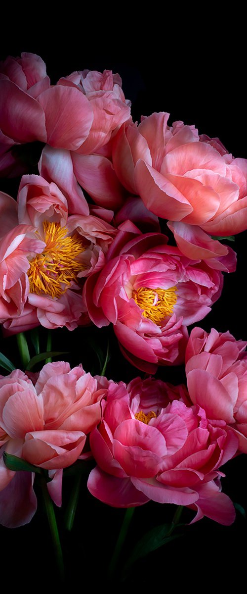 Paeonia ''Coral Sunset' by Dianna Jazwinski