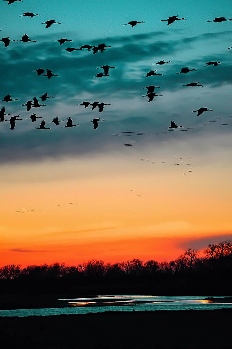 Photorealistic Animal Photograph By Emily Kent, 21 X 31, Sandhill Cranes, Original Artwork