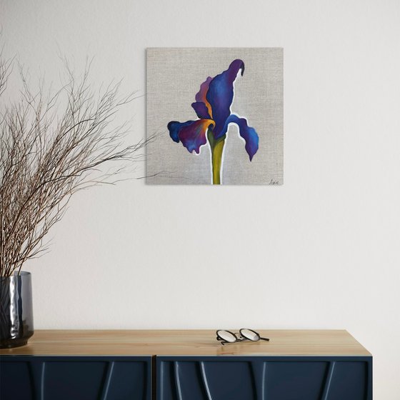 Velvet Iris