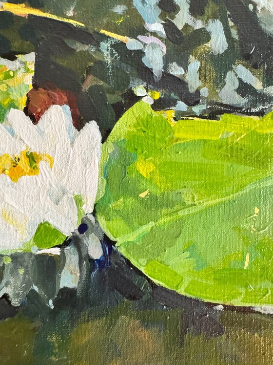 Waterlilies