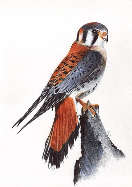 American Kestrel