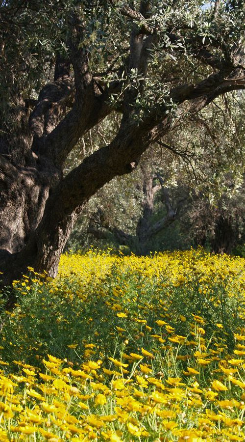 The Old Olive Grove by Alex Cassels