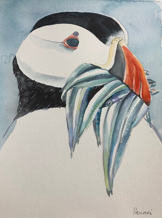 Atlantic Puffin