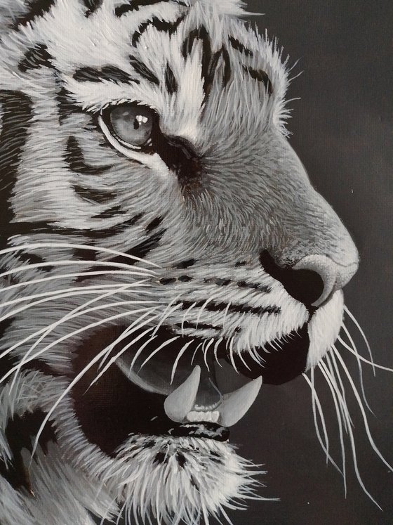 Tiger in black and white