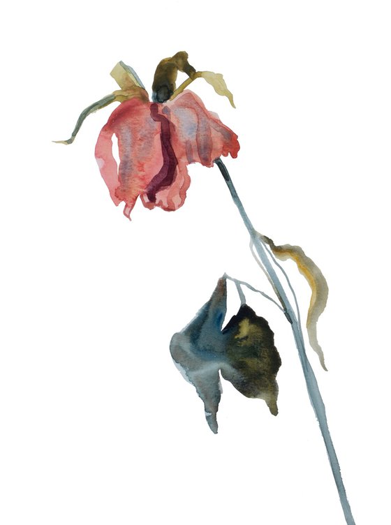 Rose Study No. 71