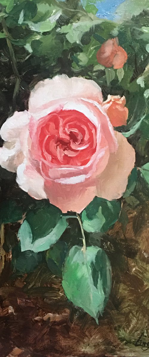 Rose Garden #01 by Ling Strube