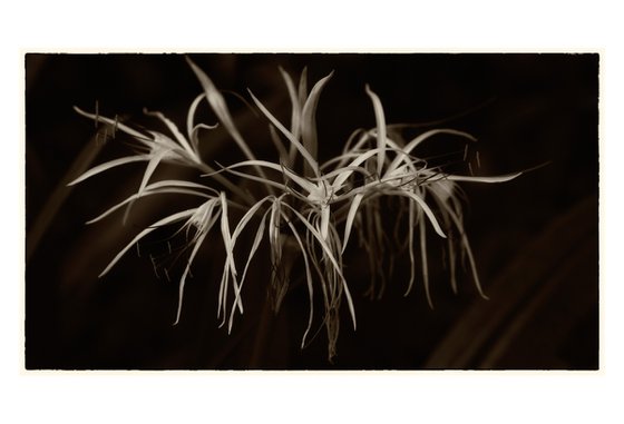 living nature 06