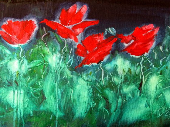 Poppies at night