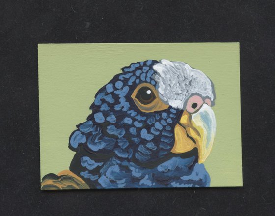 ACEO ATC Original Miniature Painting White Capped Pionus  Parrot Pet Bird Art-Carla Smale