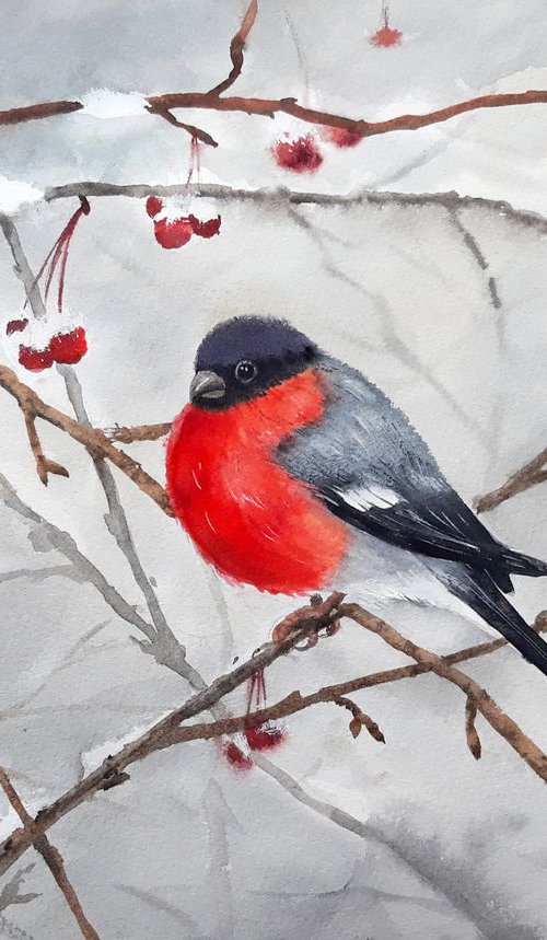 Bullfinch and Berries - xmas g by Olga Beliaeva Watercolour