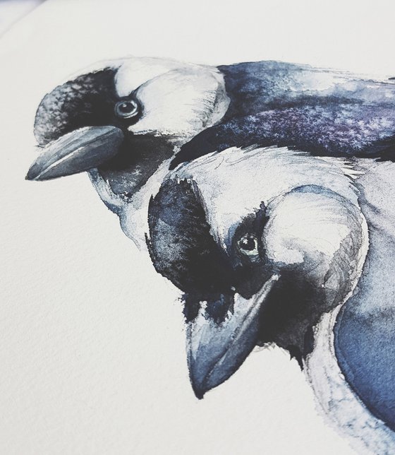 Jackdaw, black bird, wildlife watercolour