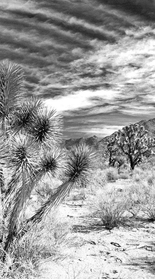 Joshua Tree Desert by Alex Cassels