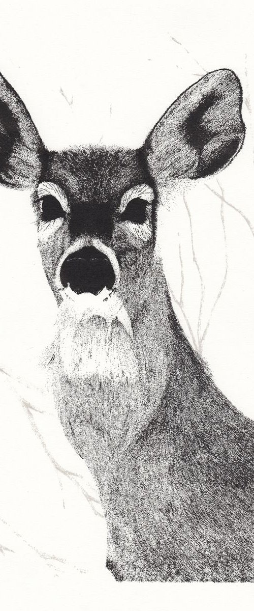 White Tailed Deer by Kelsey Emblow