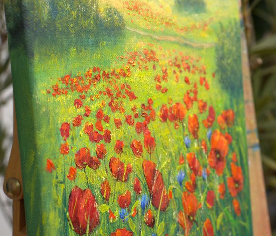 Poppy field in summer