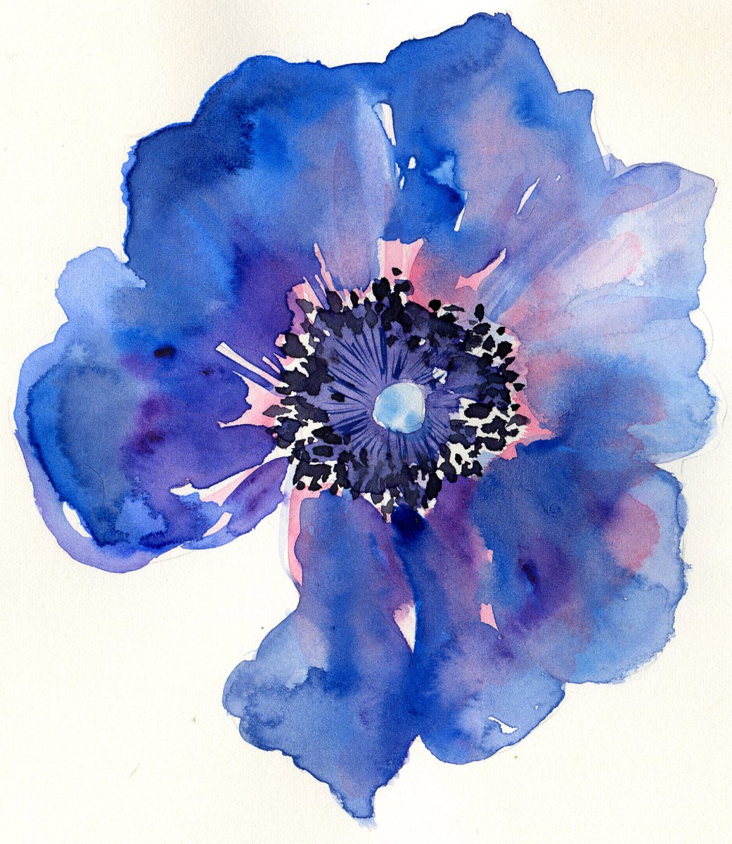 Blue Anemone by Hannah Clark
