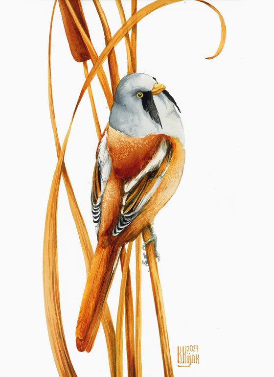 Bearded reedling