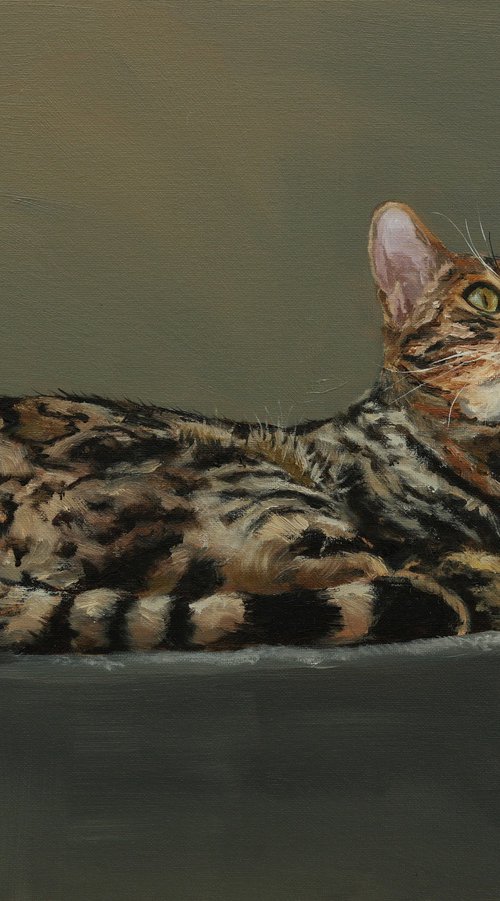 Bengal cat by Tom Clay