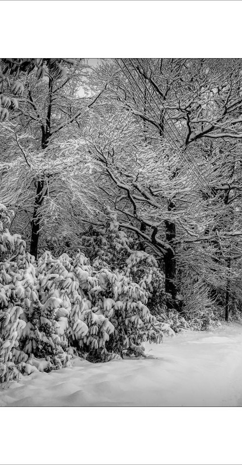 Snowy Trees by Martin  Fry