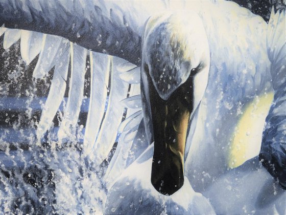 Mute Swan tempest