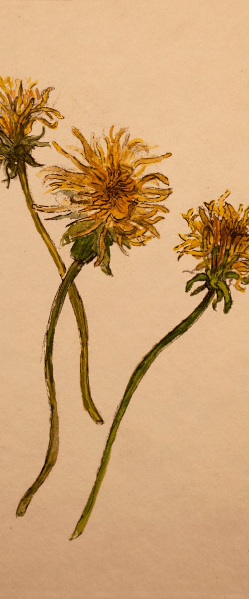 Three Withered Dandelions by Nikola Ivanovic