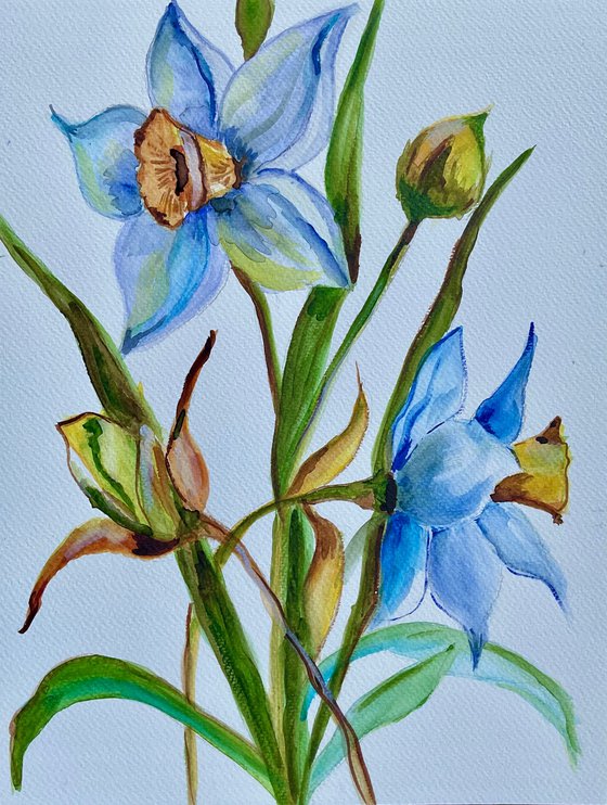 Daffodils