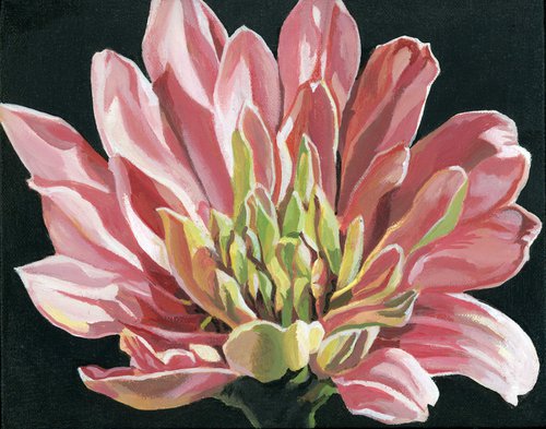 pink zinnia acrylic floral by Alfred  Ng