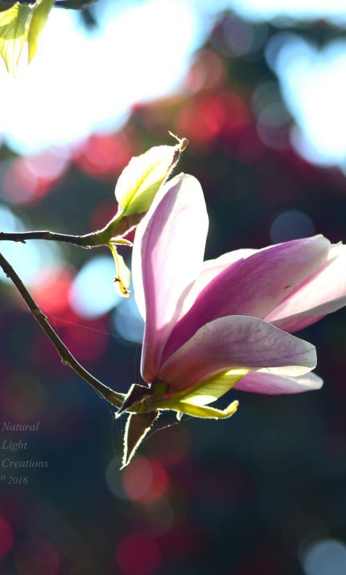 " Magnolia Dawn " by Natural Light Creations