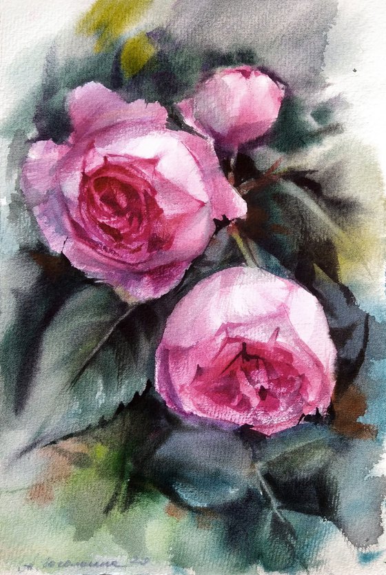 Garden Roses