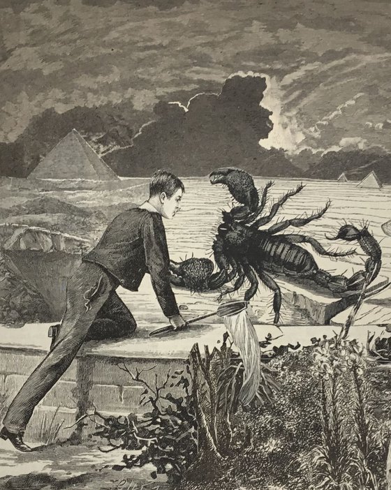 Scorpion Nights