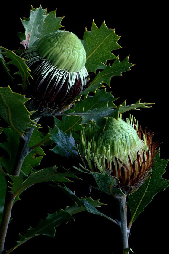 Banksia Heliantha