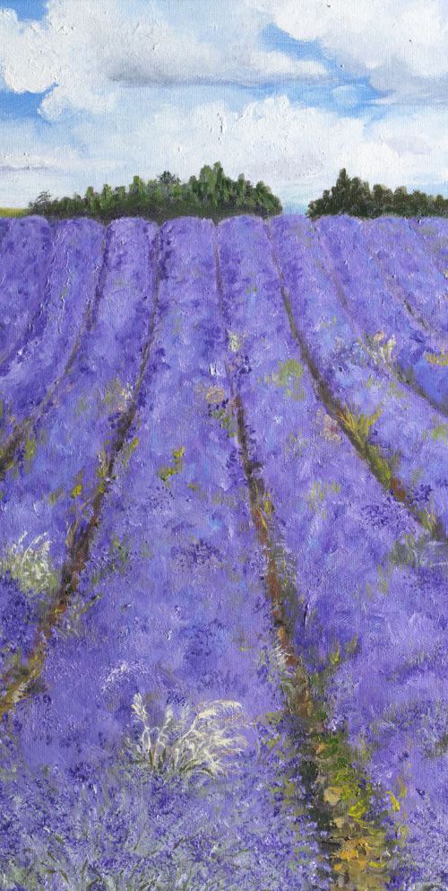 Snowshill Lavender Fields1 by Christine Gaut